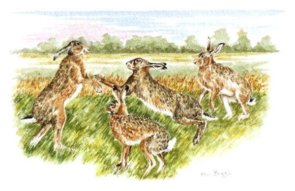 Four boxing hares